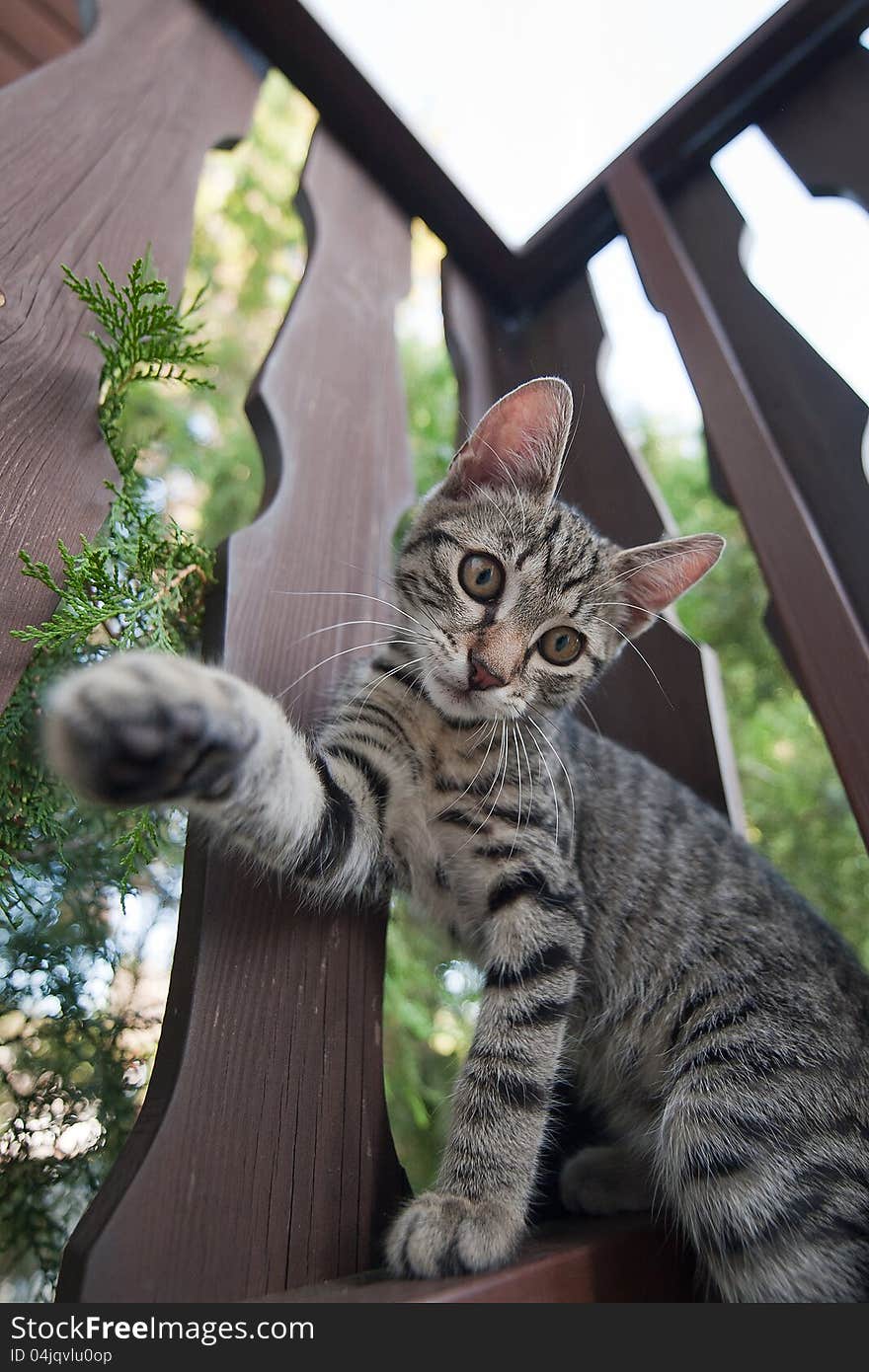 Felis silvestris catus - grey housecat. Felis silvestris catus - grey housecat