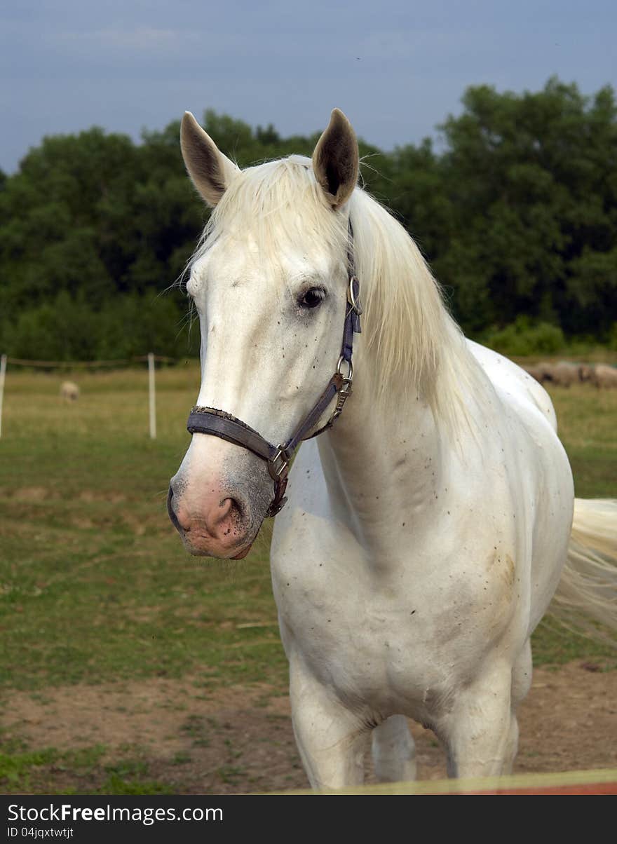 White horse on the farm