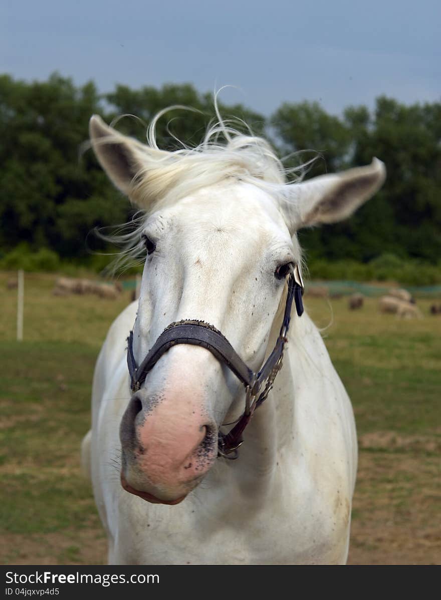 White horse on the farm