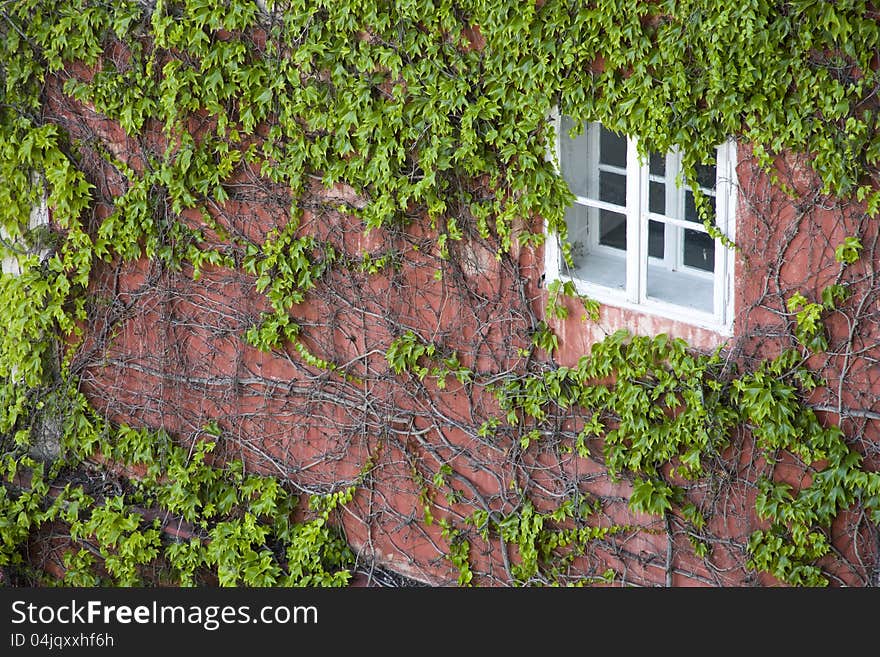 Small window covered with ivy. Small window covered with ivy