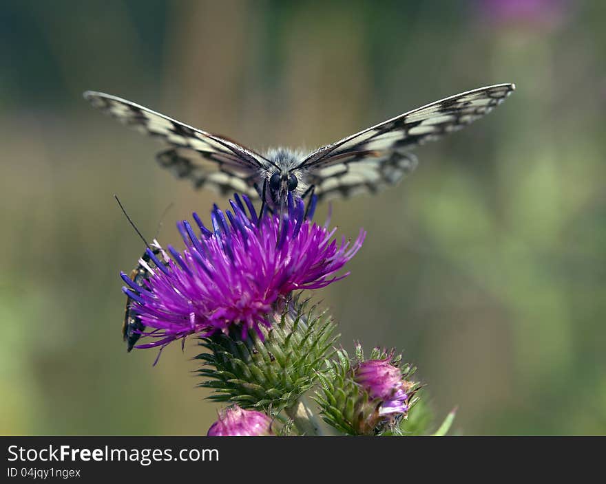 White butterfly on a flower