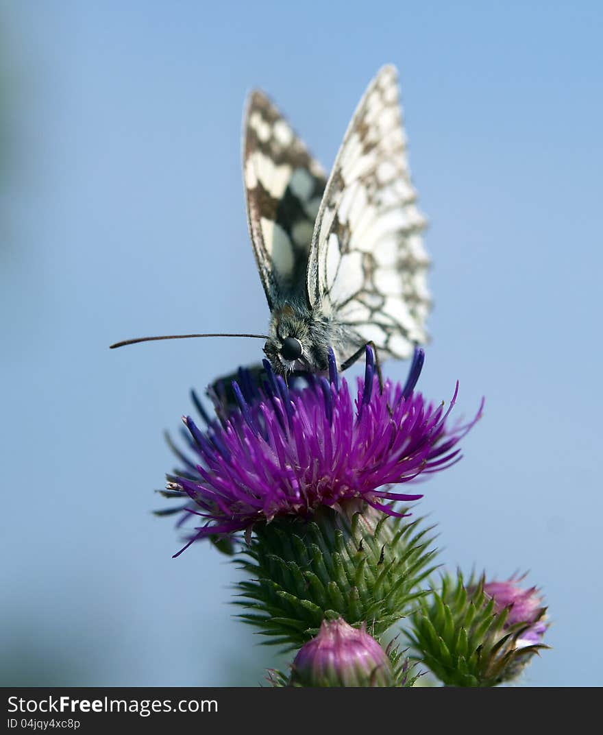 White butterfly on a flower