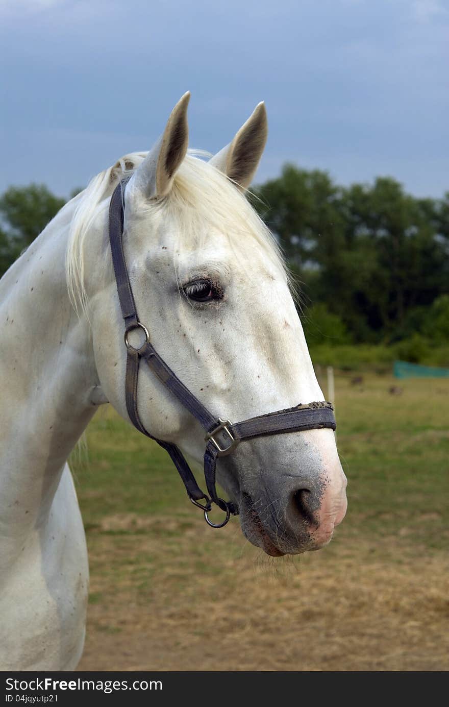 White horse on the farm