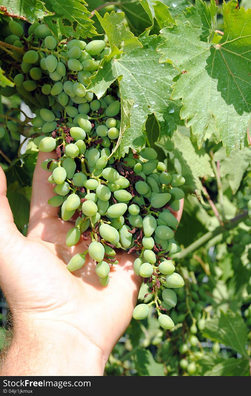 Man hand with a early grapes