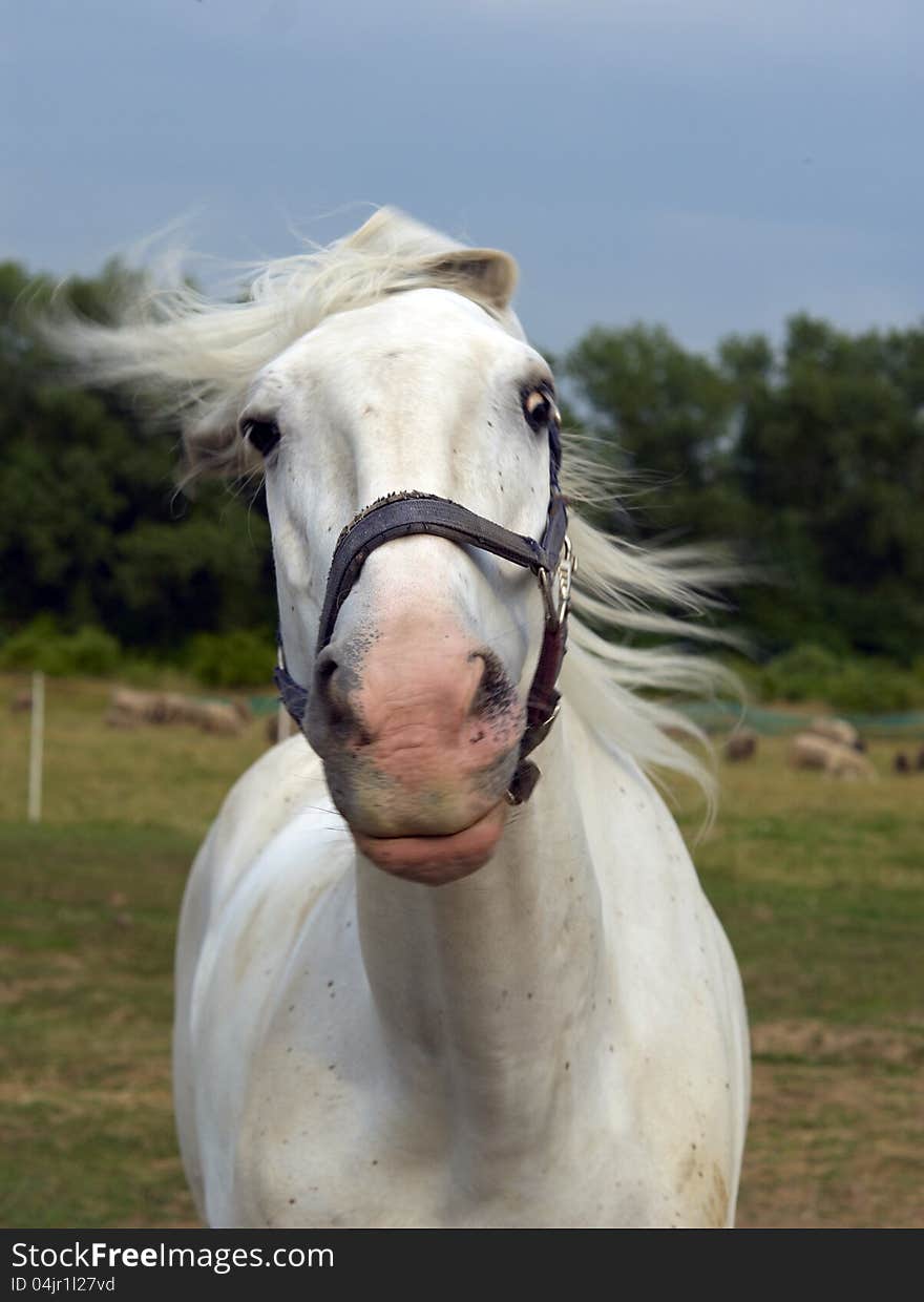 White horse on the farm