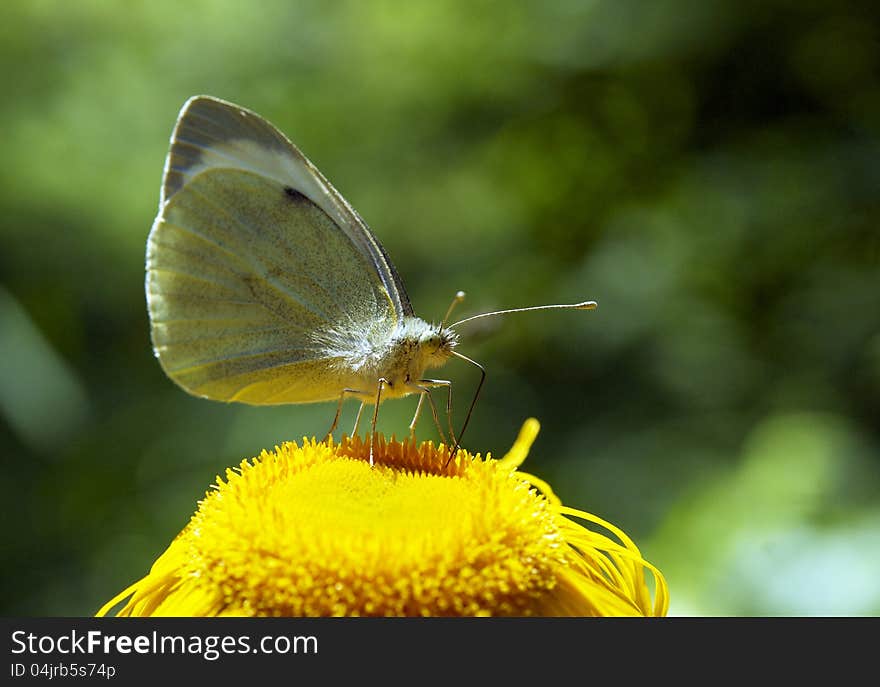 Yellow Butterfly