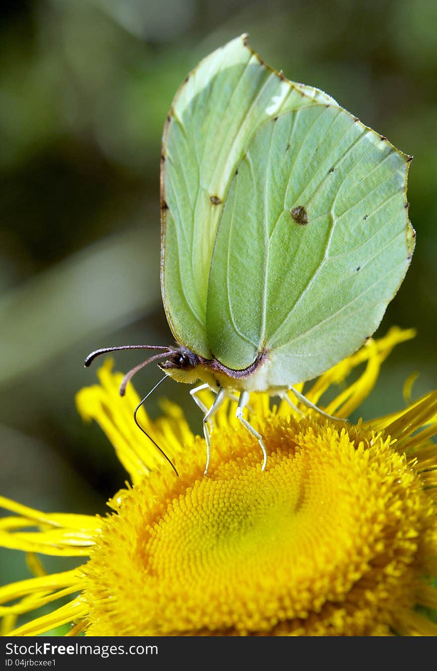 Yellow butterfly