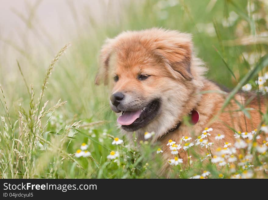 Cute Elo (German dog breed) puppy is sitting in a flower meadow. Cute Elo (German dog breed) puppy is sitting in a flower meadow