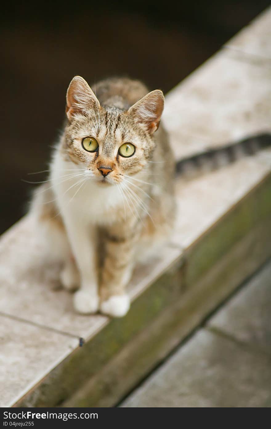 Cat staring at you