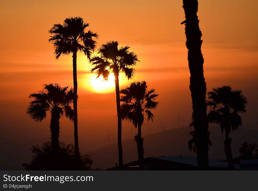 Sunset sillouetted palm trees