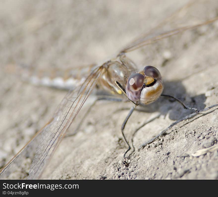 Incredible Macro of Resting Dragonfly. Incredible Macro of Resting Dragonfly