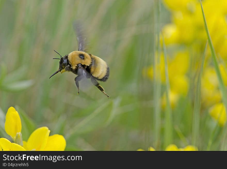 Bee in Flight Pollinating Flowers. Bee in Flight Pollinating Flowers