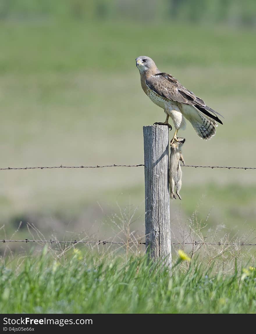 Swainson's Hawk Clutching a Gopher. Swainson's Hawk Clutching a Gopher