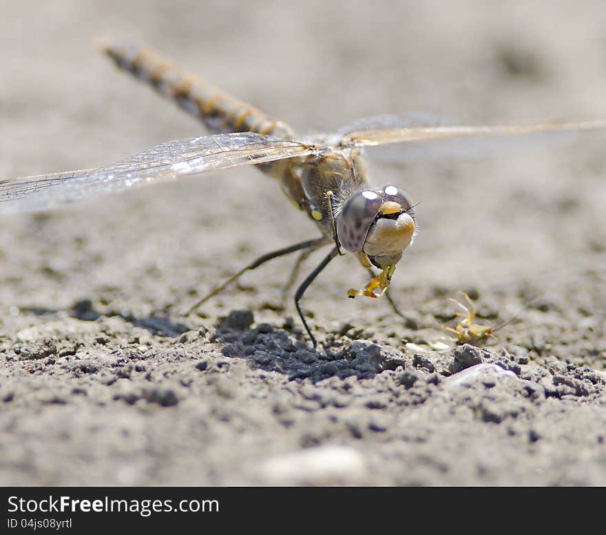 Dragonfly Eating