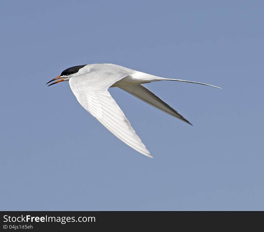 A common Tern in flight.