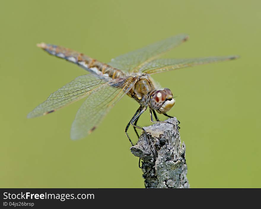 Dragonfly On Branch