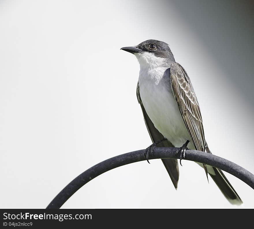 An Eastern Kingbird sitting on our bird feeder pole. An Eastern Kingbird sitting on our bird feeder pole.