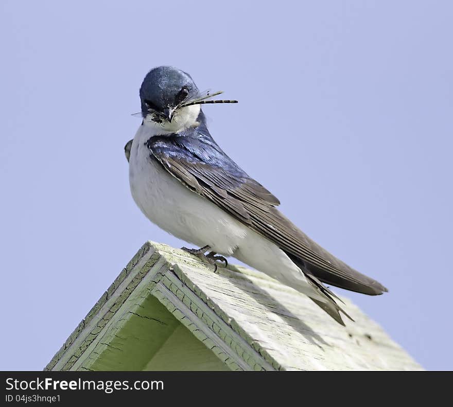 A tree swallow has captured a dragonfly who has captured a fly. A tree swallow has captured a dragonfly who has captured a fly.