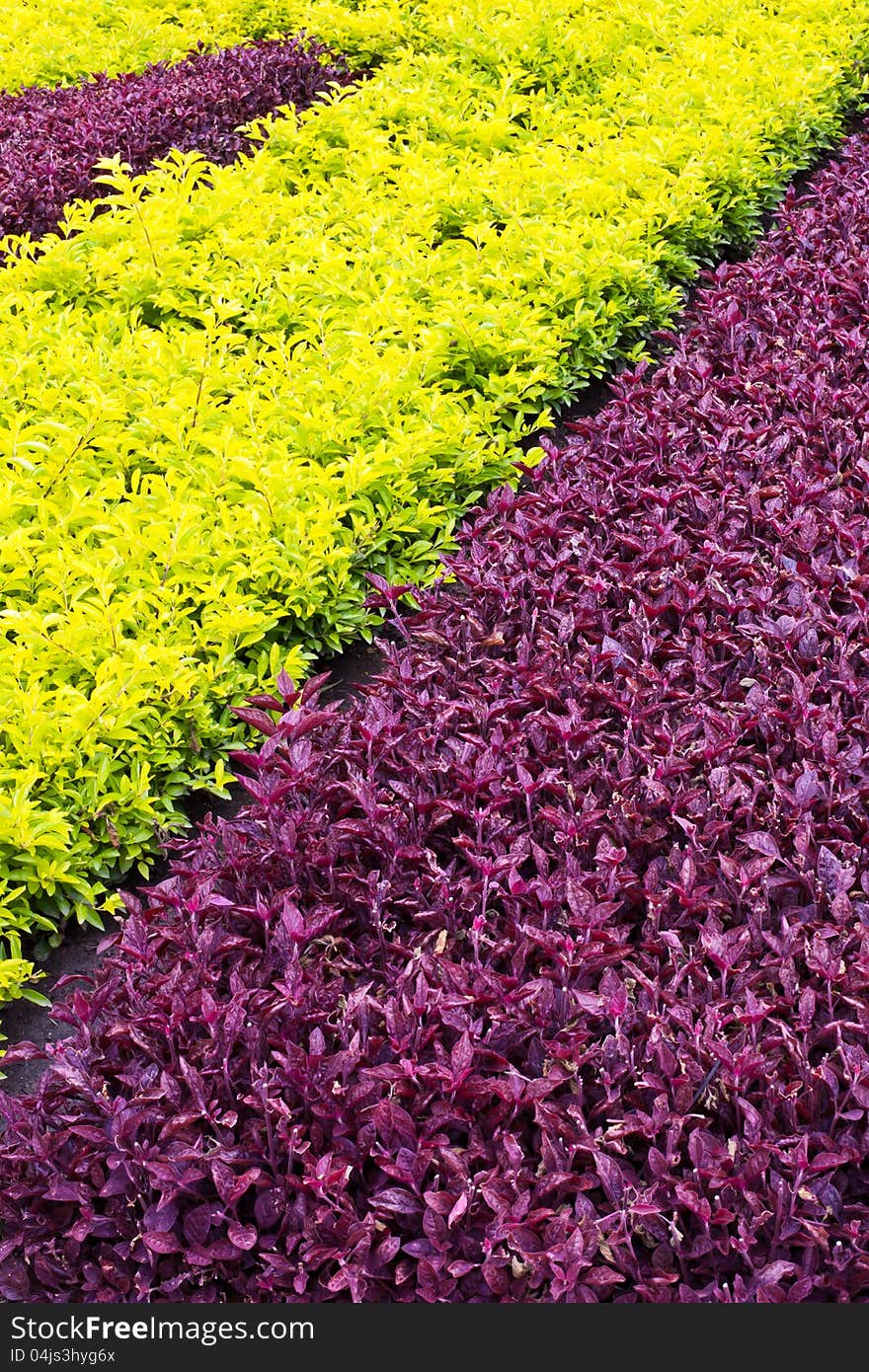 Beautiful park garden in spring