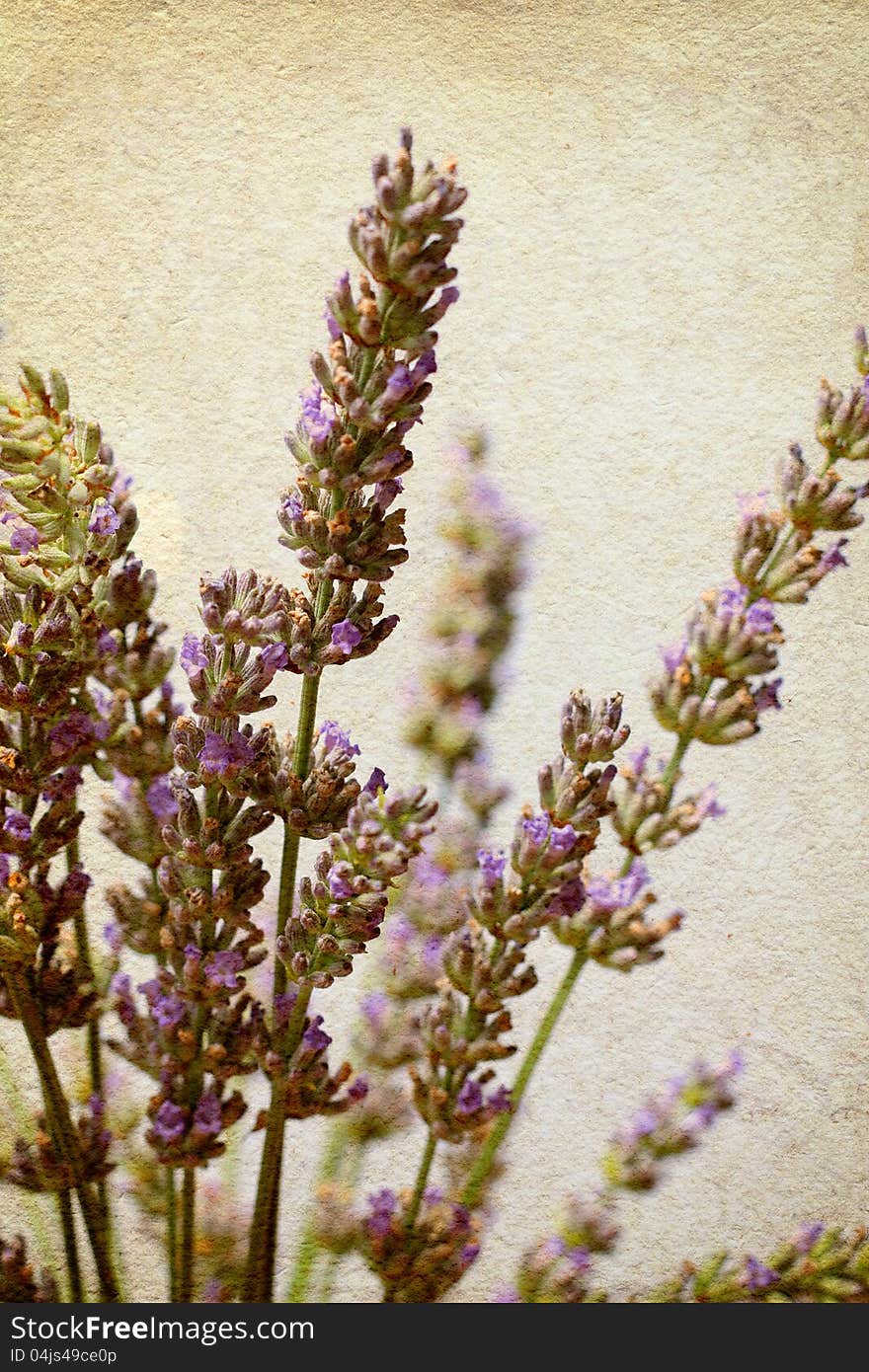 Lavender flower bunch in old paper texture. Lavender flower bunch in old paper texture