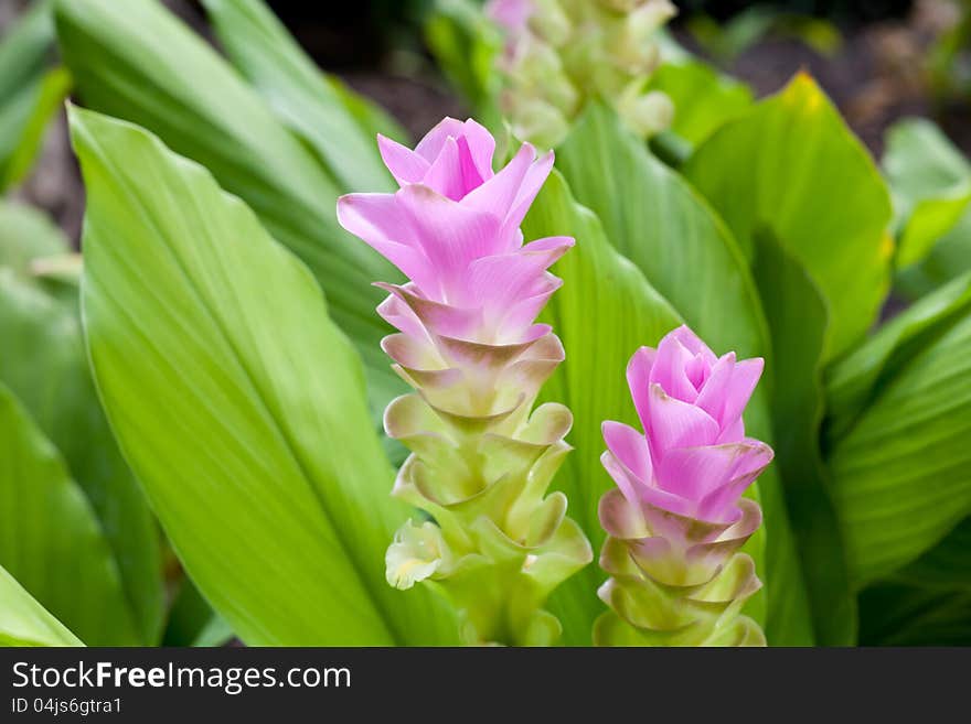 Siam tulip flower from Thailand. Colors are green and pink