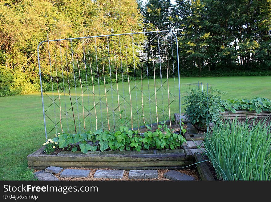 The Art Of Growing Green Beans