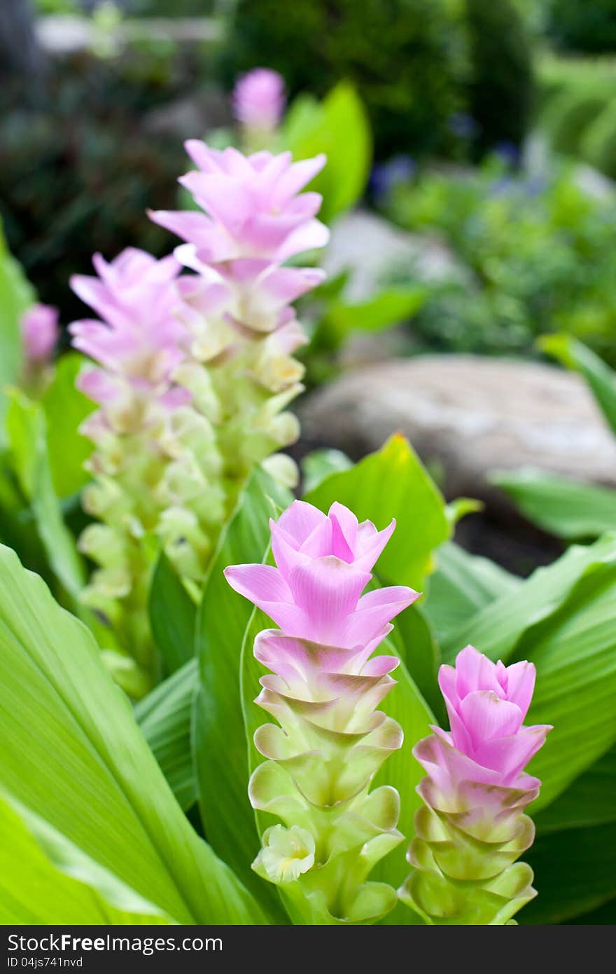 Siam tulip flower from Thailand. Colors are green and pink