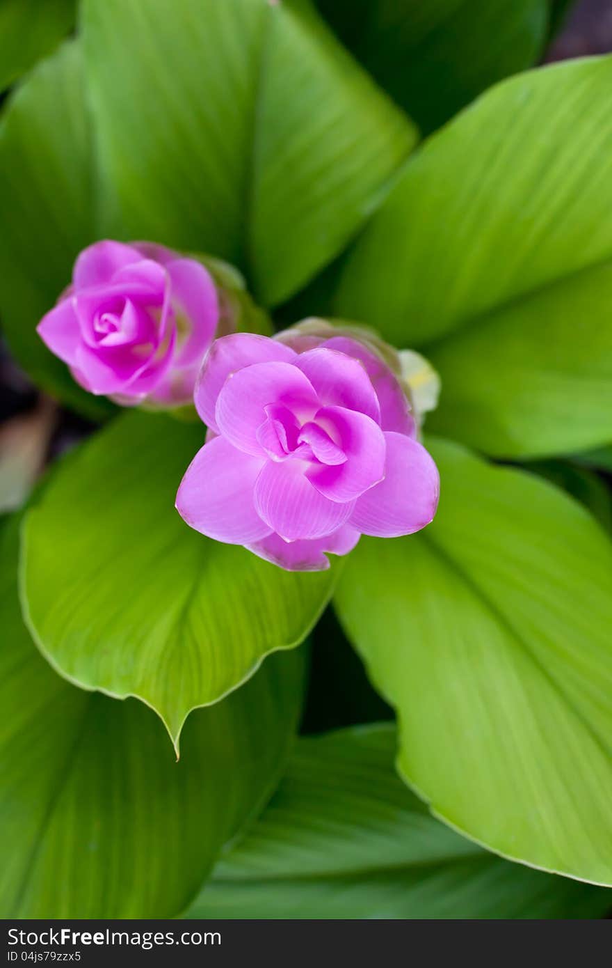 Siam tulip flower from Thailand. Colors are green and pink