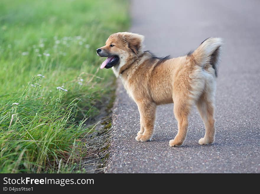 Cute Elo Puppy Looks Against The Wind