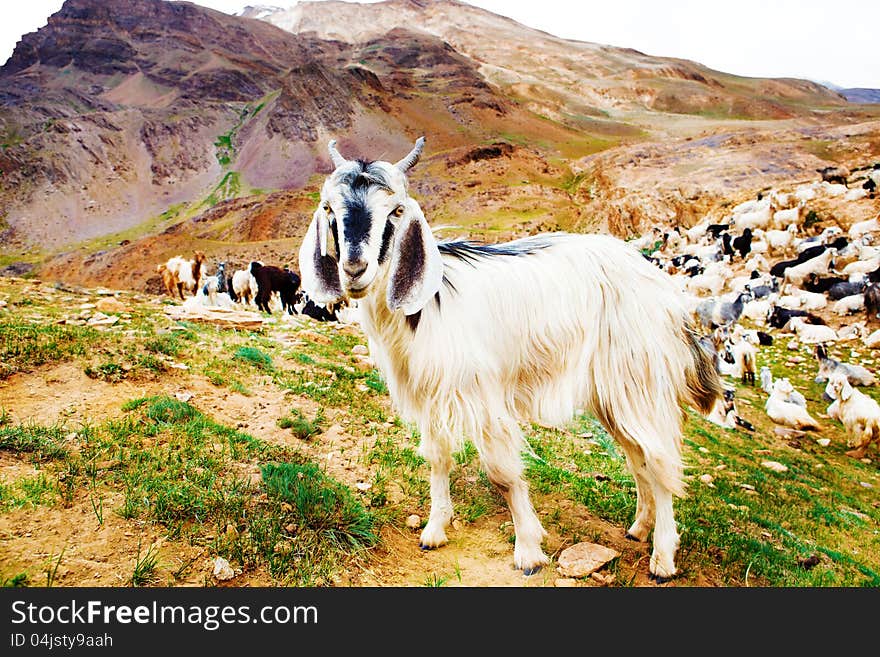 Black and white goats in the mountains