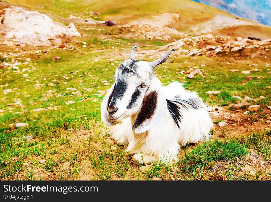 Goat lying on scanty mountainous grass