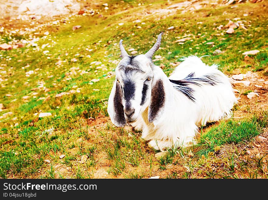 Goat lying on mountainous hills