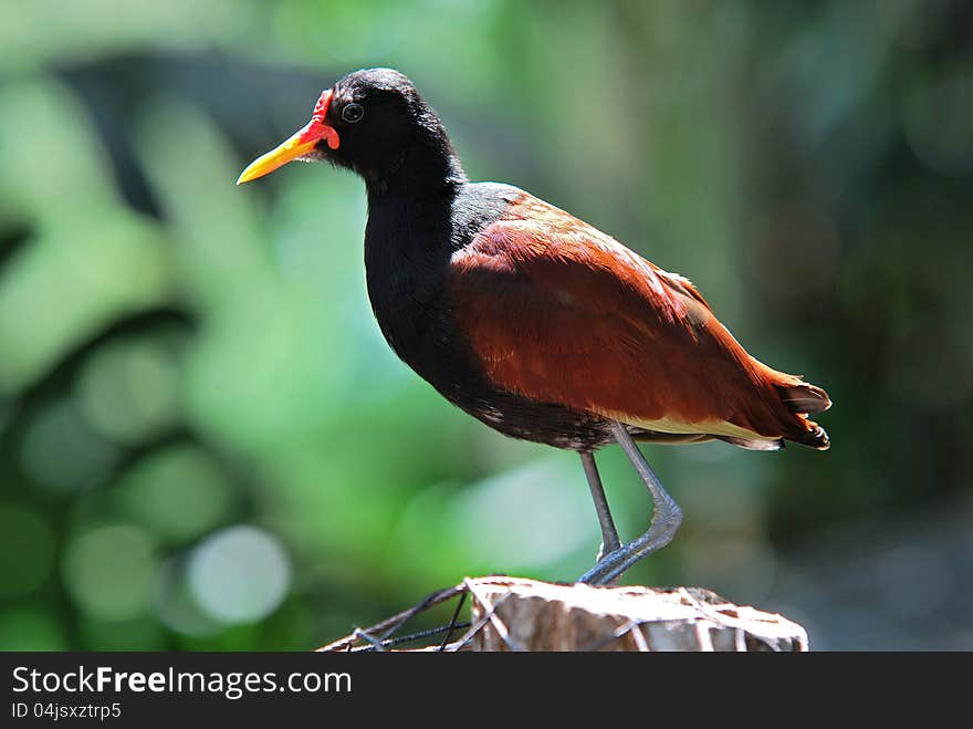 Wattled Jacana