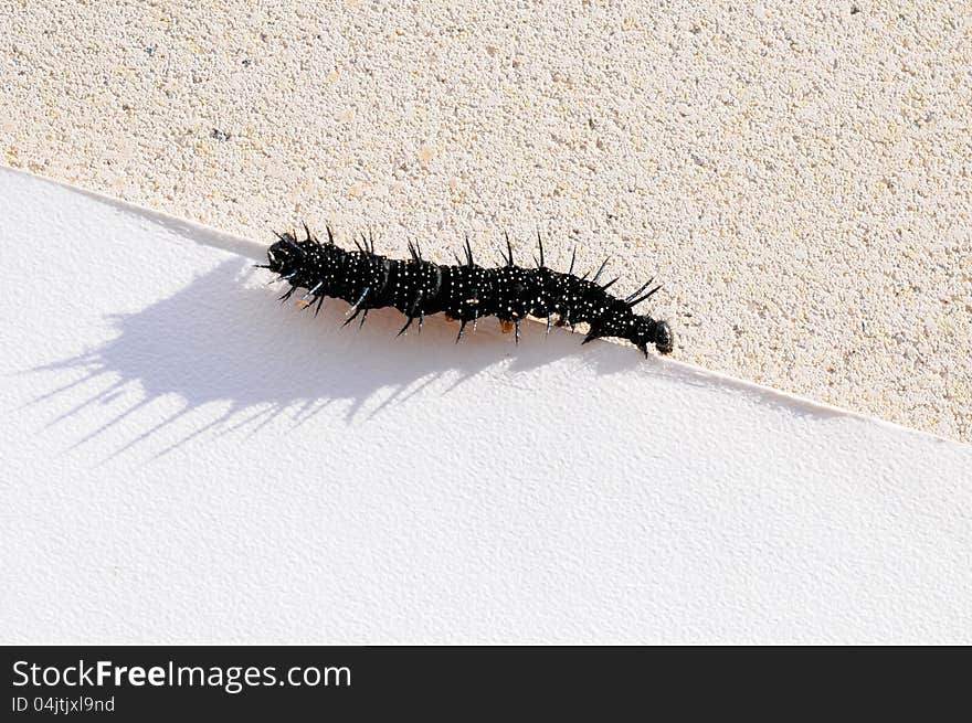 Caterpillar of a Peacock butterfly, Inachis io, in front of white background