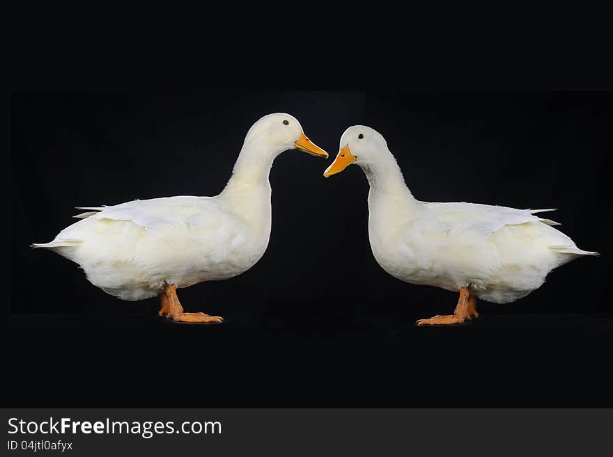 Two duck on a black background