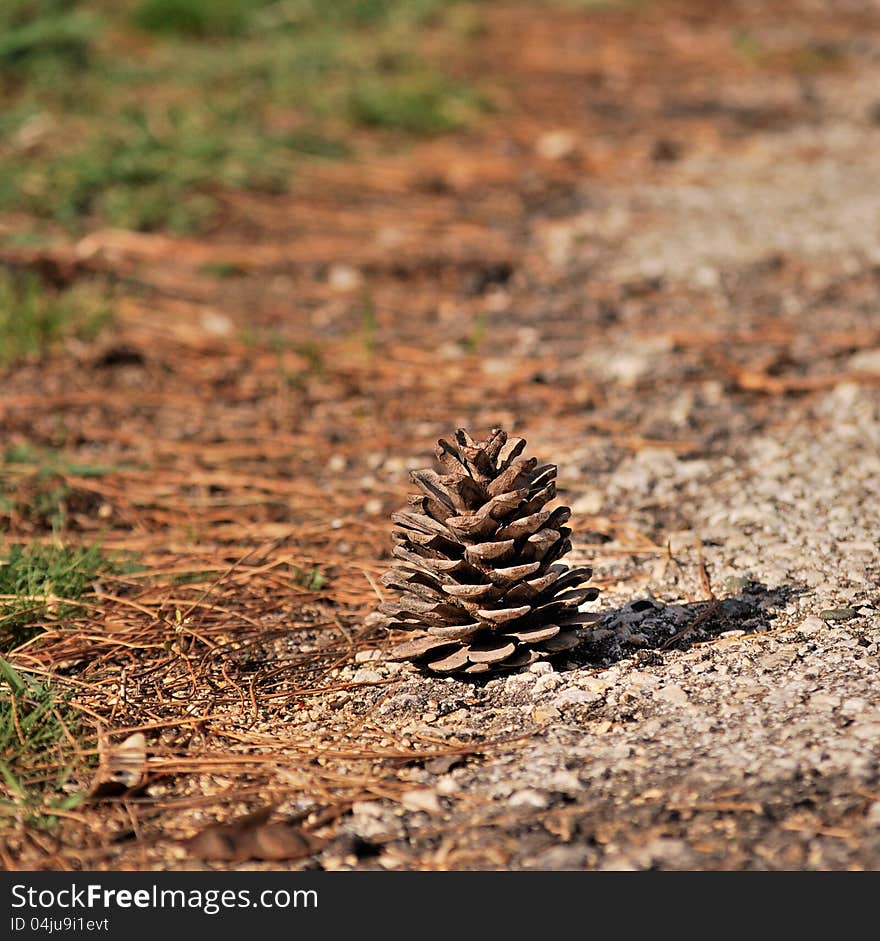 Pine Cone in the field