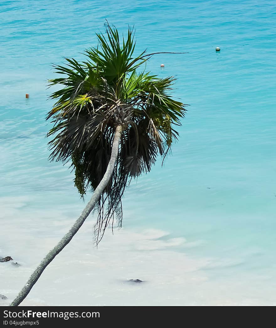 Beach palm at Caribbean Sea