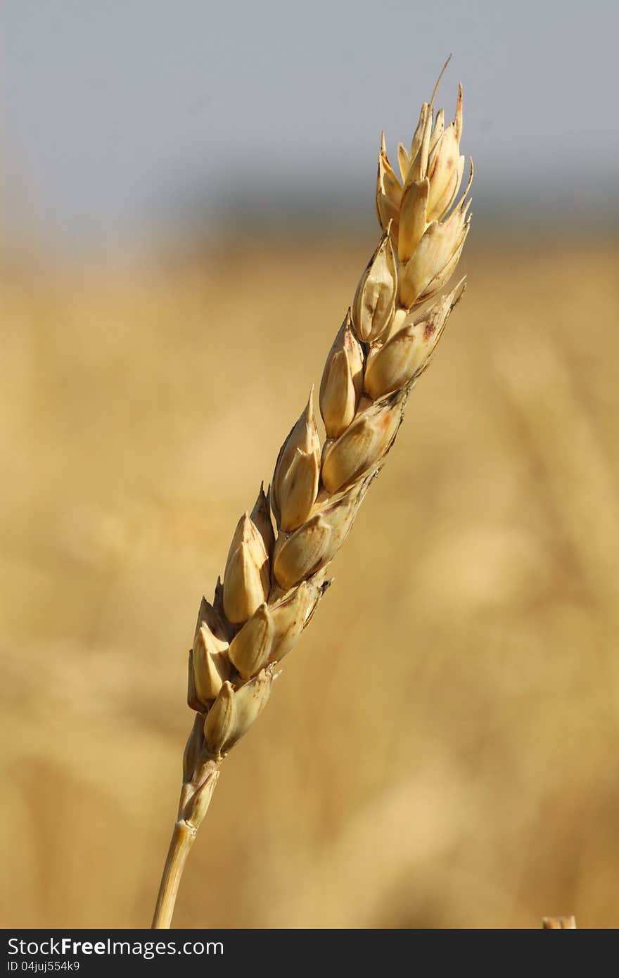 Wheat field in the period of ripening. Food wheat