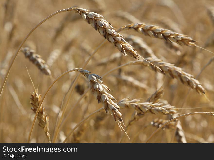 Wheat field in the period of ripening. Food wheat