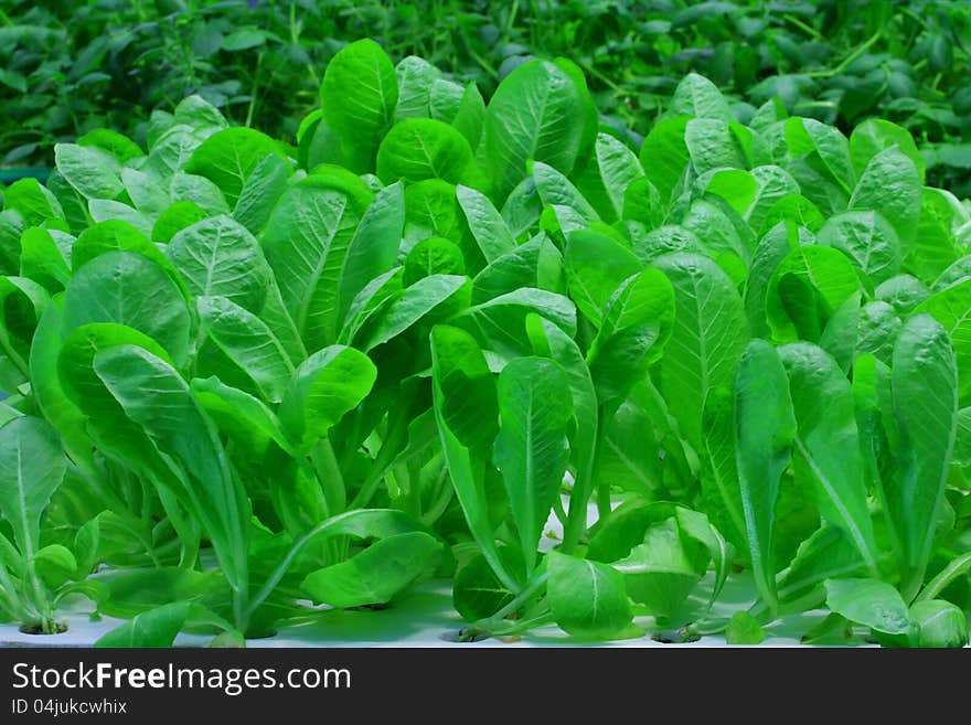 Organic hydroponic lettuce growing in farm at Chaingmai,Thailand.