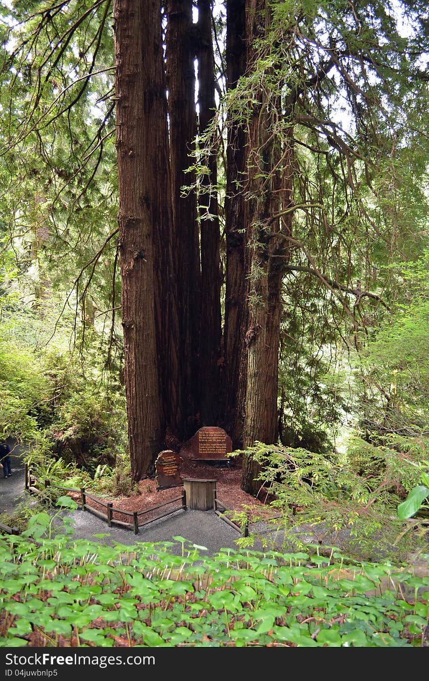 Cathedral Tree In The Redwoods