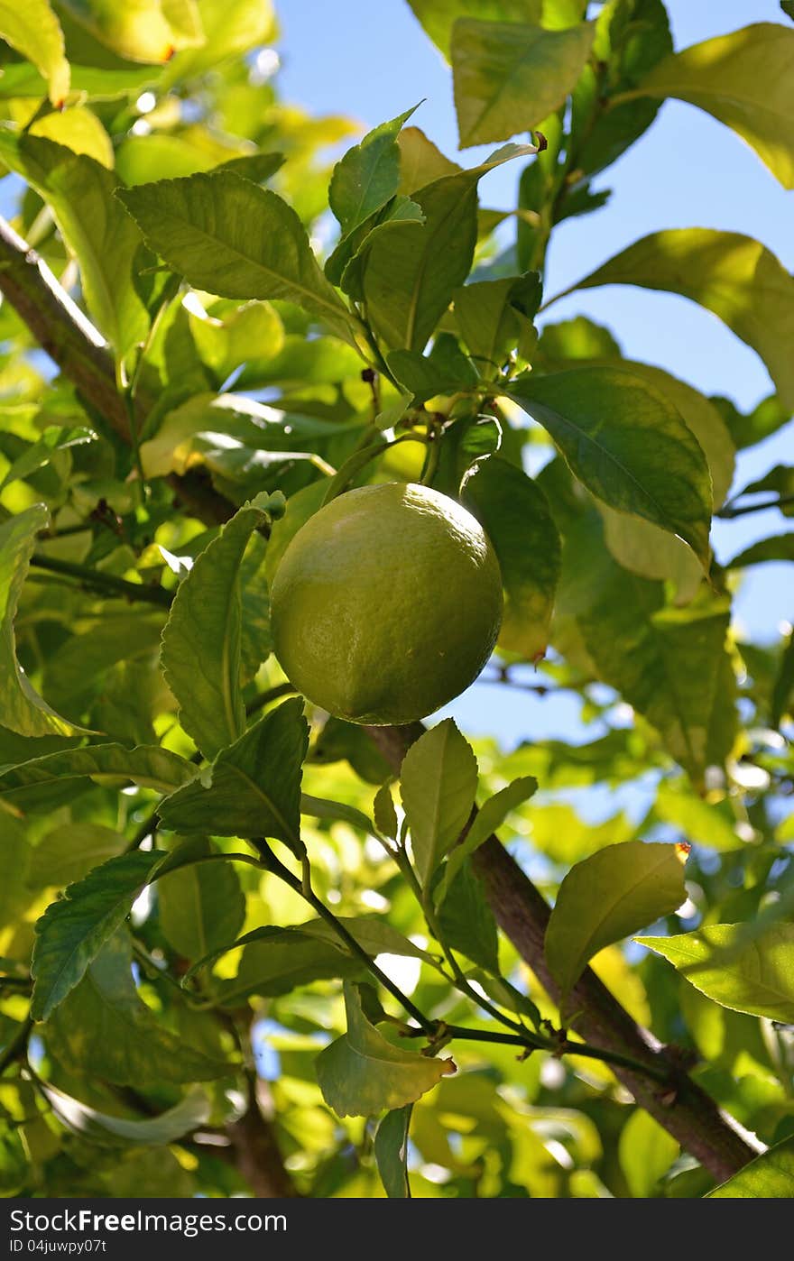 Lemon tree