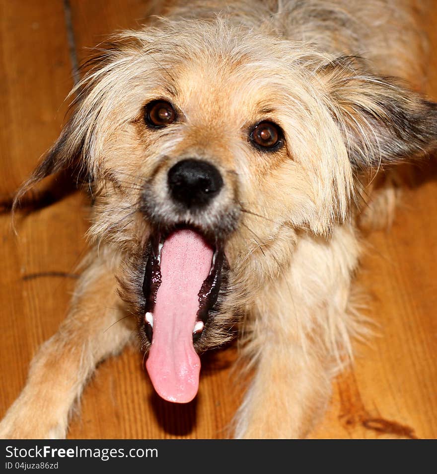 Cheeky dog with extremely long tongue out