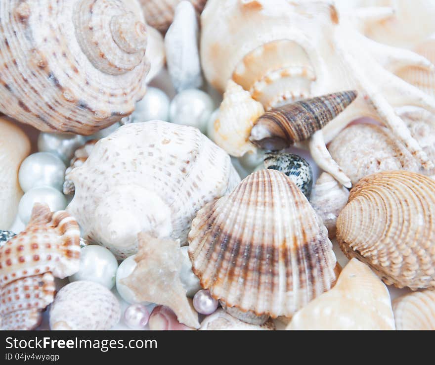 A collection of seashells with pearls for backgrounds. A collection of seashells with pearls for backgrounds