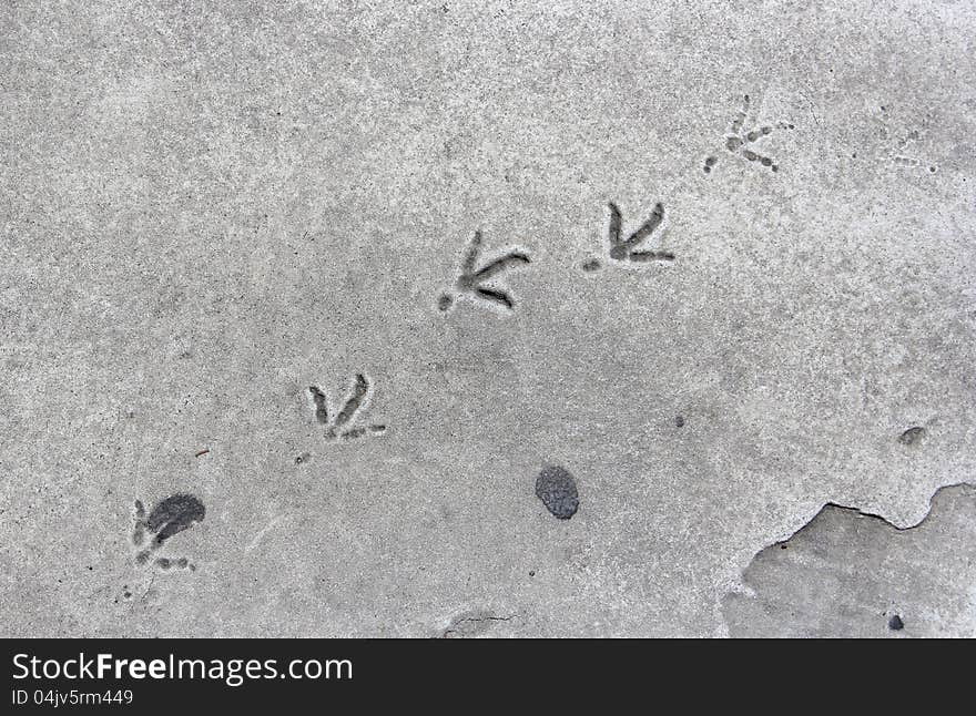 Bird footprints on white painted zebra crossing. Bird footprints on white painted zebra crossing