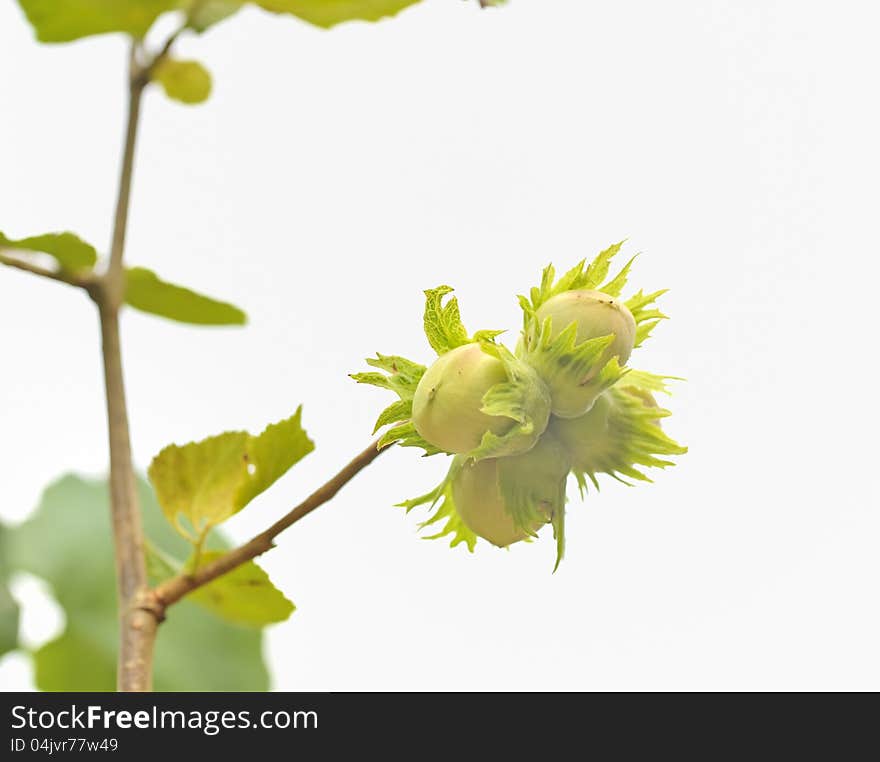 Green hazelnuts shoot in sumemr time