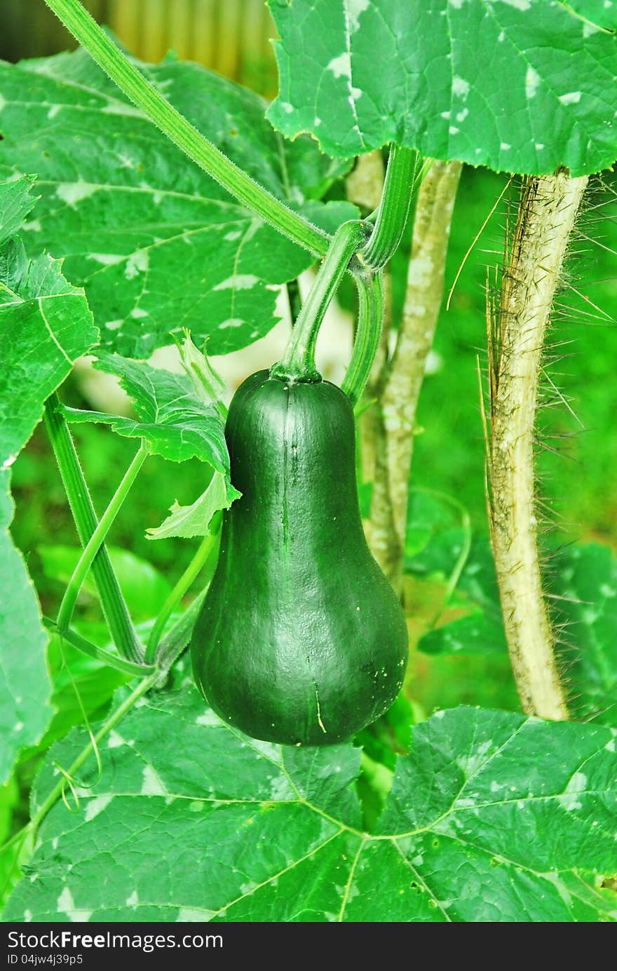 Green Hanging Squash