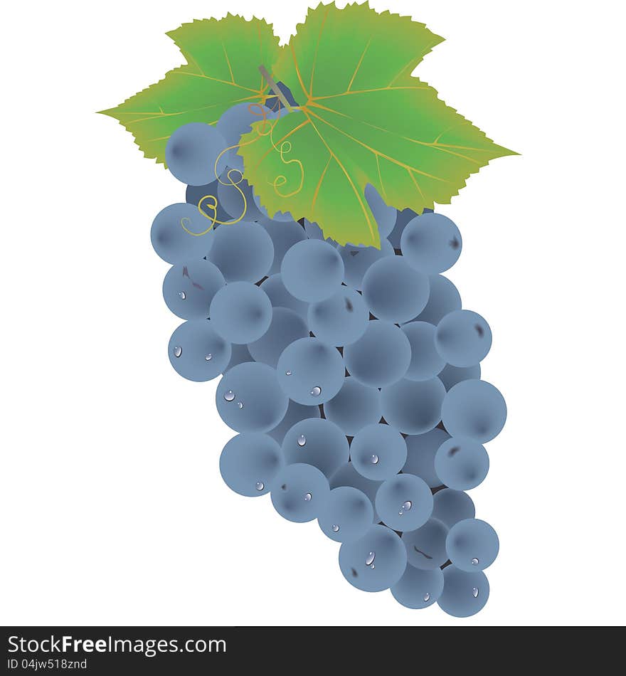 Isolated grape fruit Cluster on white. Isolated grape fruit Cluster on white