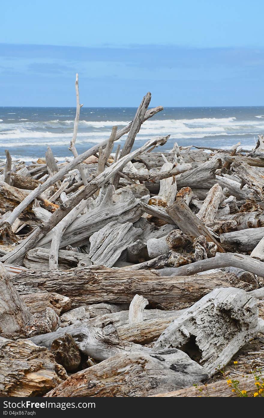 Driftwood On The Beach