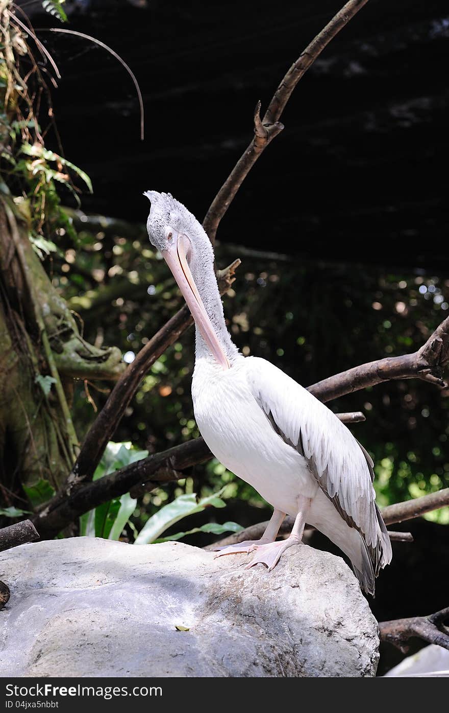 Pelikan in Singapore Zoo